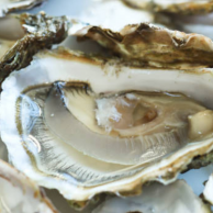 Denmark's Oyster Festival