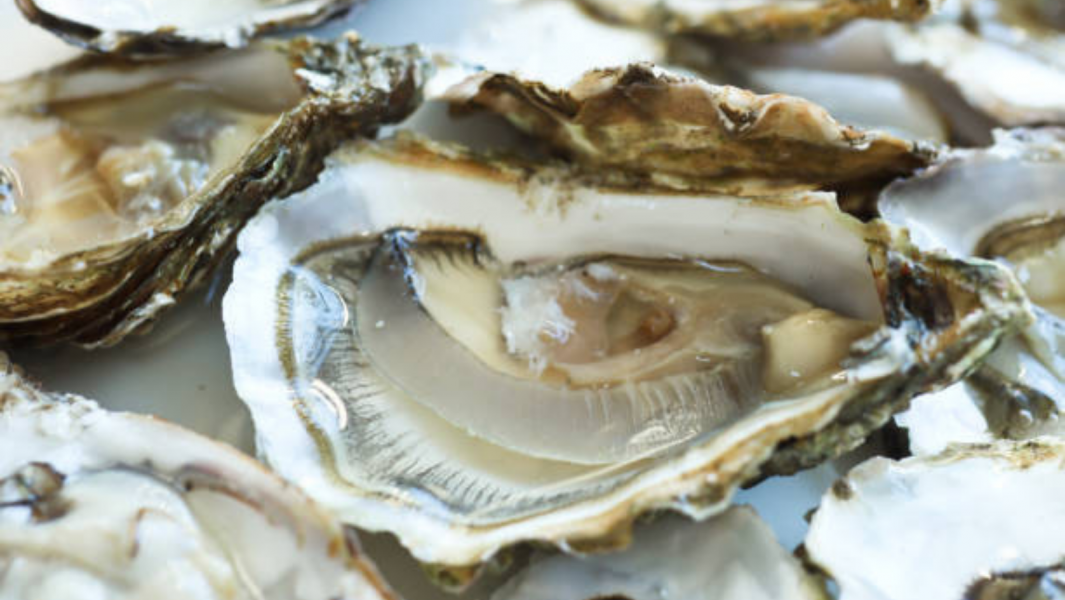 Denmark’s Oyster Festival – 2021