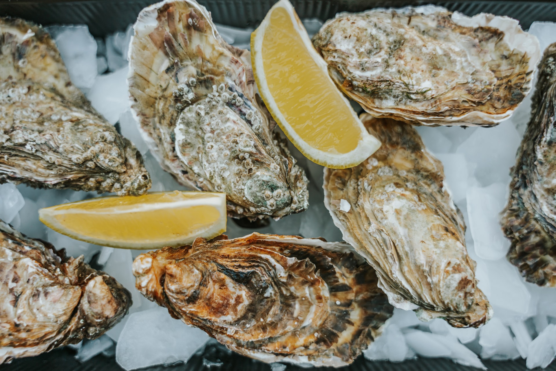 Cambridge Ice And Oyster Festival 2023 January